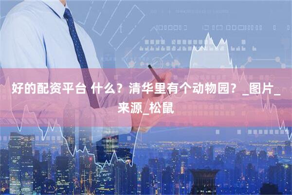好的配资平台 什么？清华里有个动物园？_图片_来源_松鼠